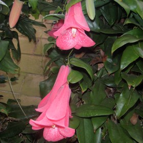 Lapageria rosea (Chilean bell flower)